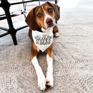 Dog Bandana - Will sit for snacks