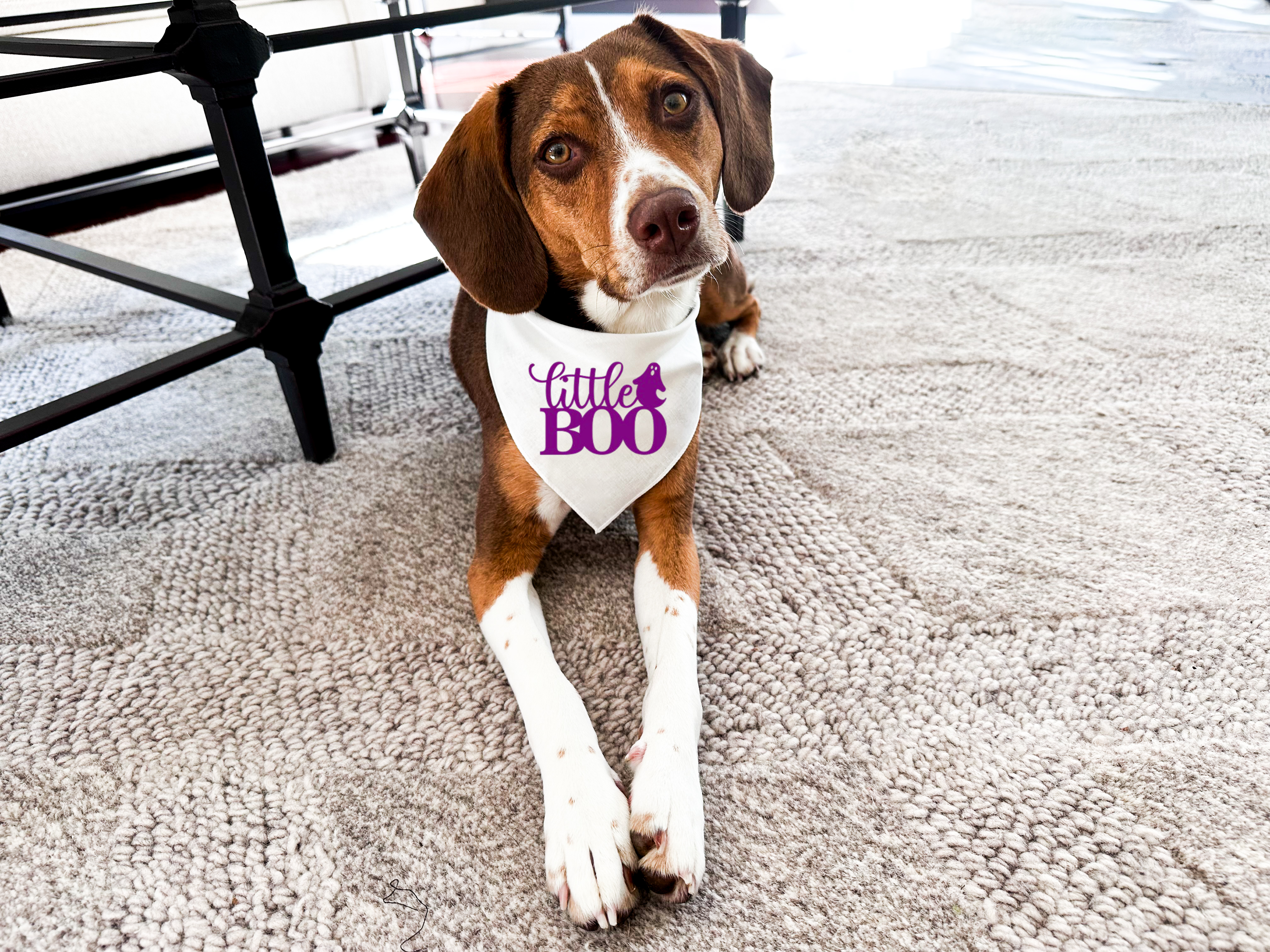 Dog Bandana - Lil Boo