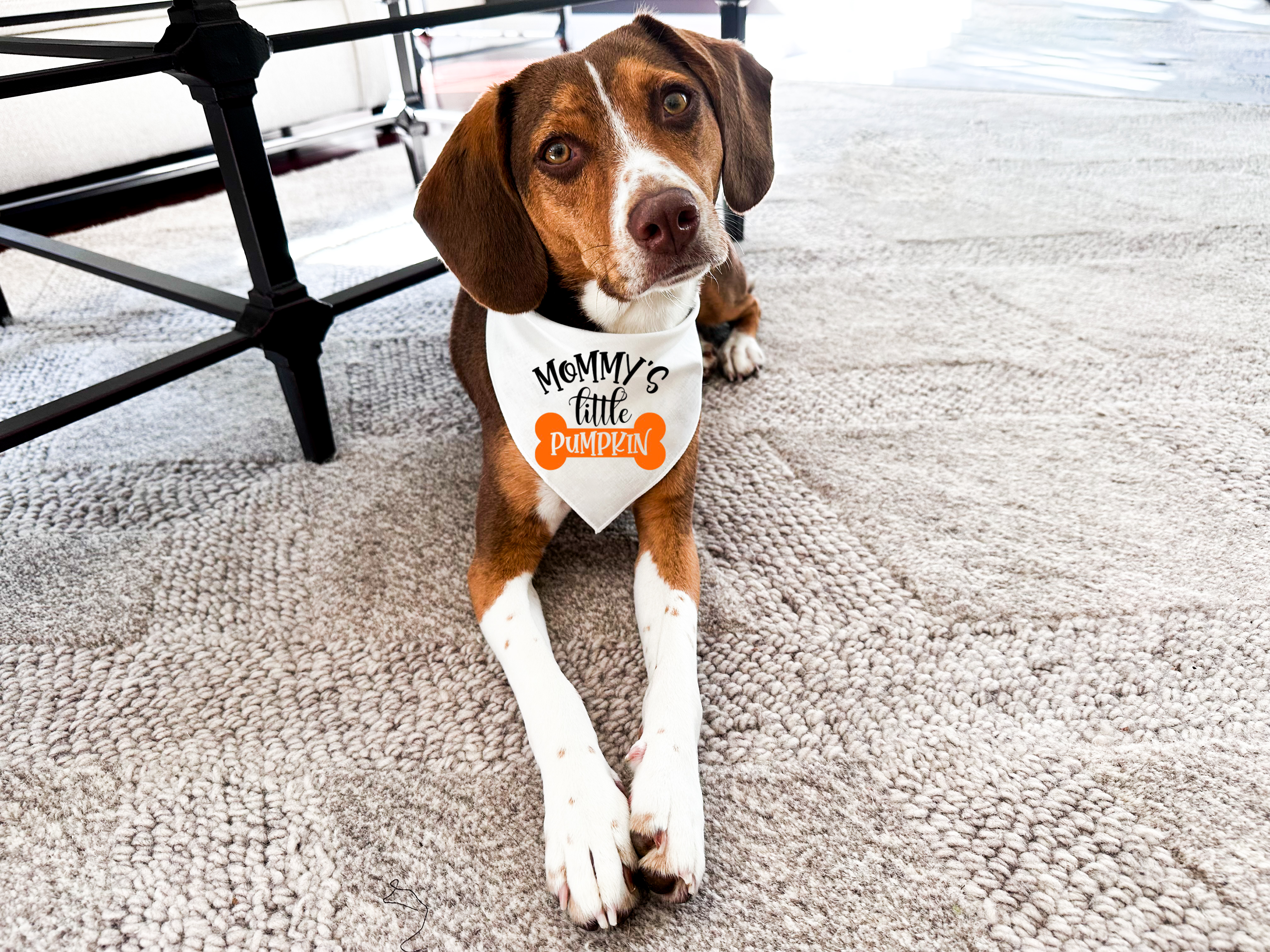 Dog Bandana - little pumpkin
