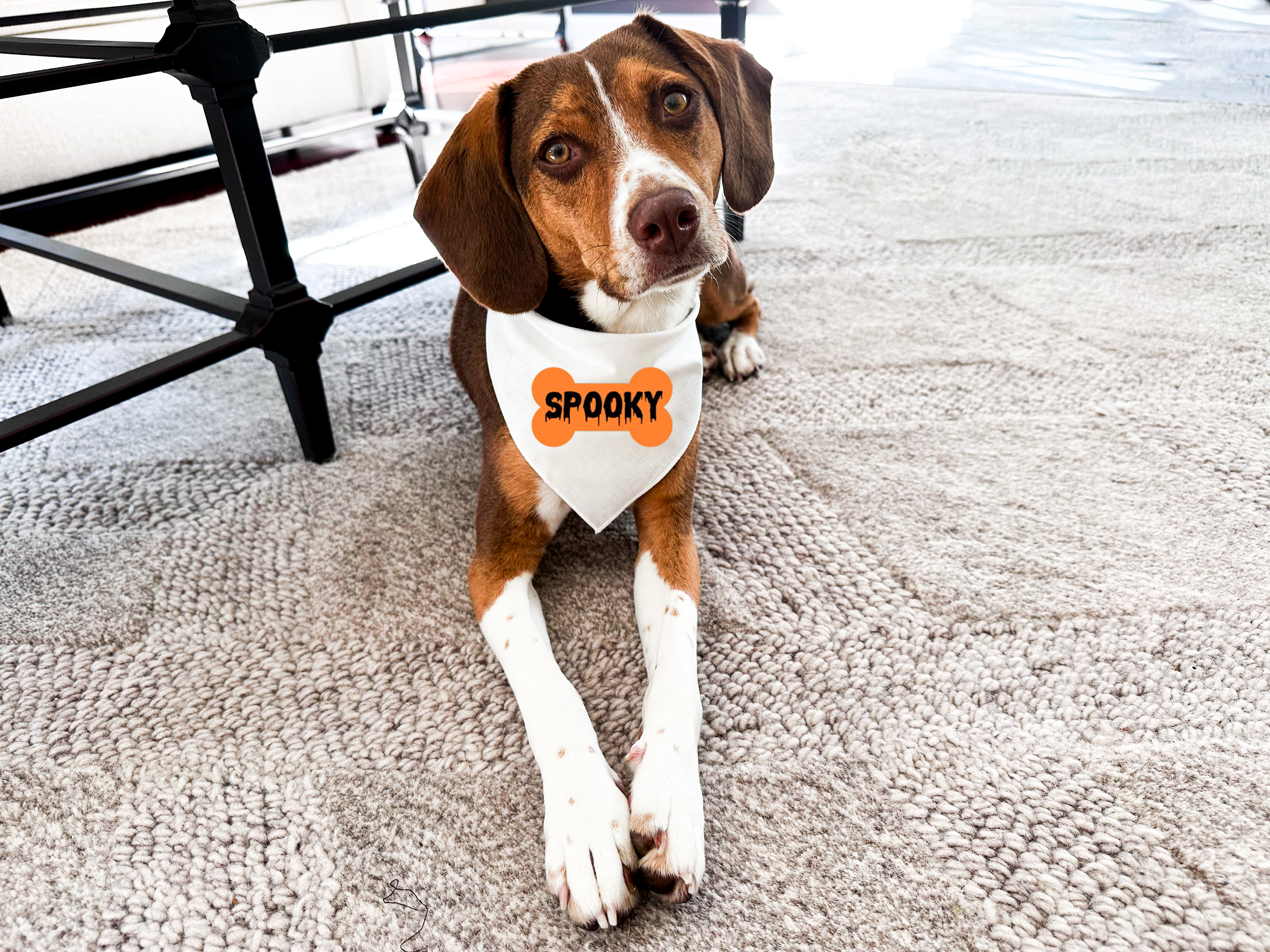 Dog Bandana - Spooky